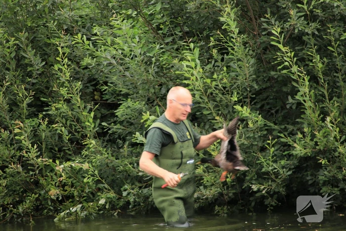 Jeugd helpt dierenambulance met redden van eend