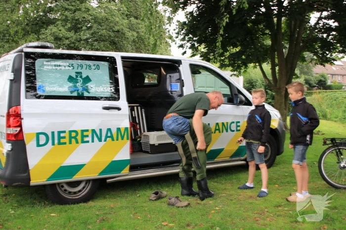 Jeugd helpt dierenambulance met redden van eend
