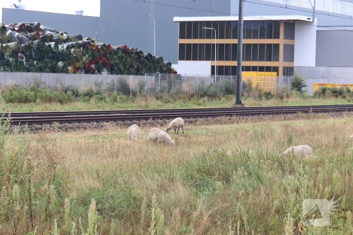 Grote kudde schapen langs het spoor