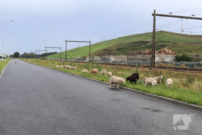 Grote kudde schapen langs het spoor