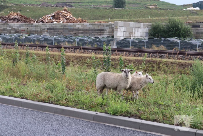 Grote kudde schapen langs het spoor