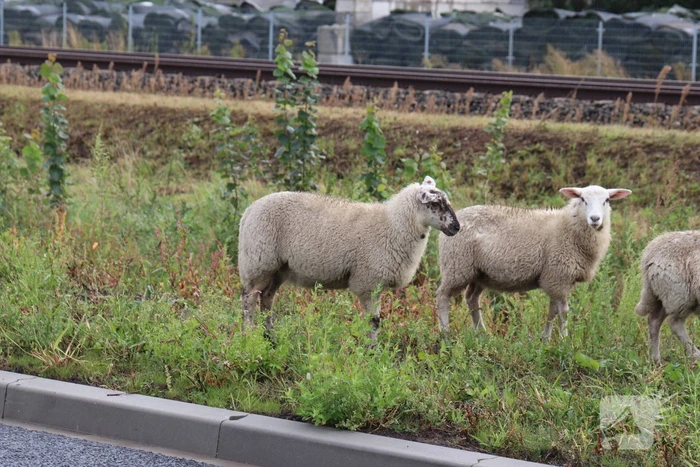 Grote kudde schapen langs het spoor