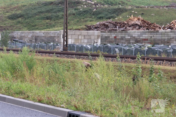 Grote kudde schapen langs het spoor