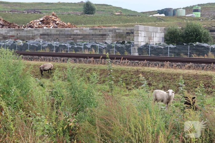 Grote kudde schapen langs het spoor