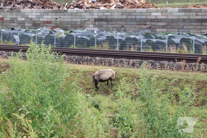 Grote kudde schapen langs het spoor