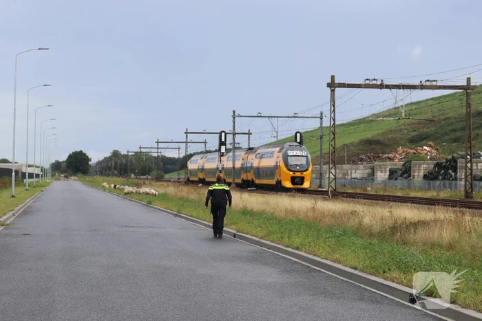 Grote kudde schapen langs het spoor
