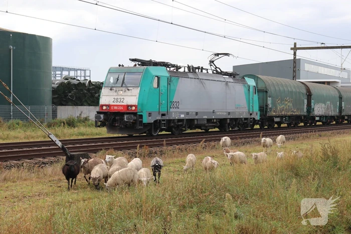 Grote kudde schapen langs het spoor