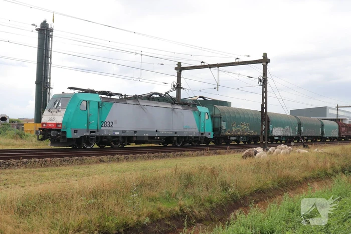 Grote kudde schapen langs het spoor