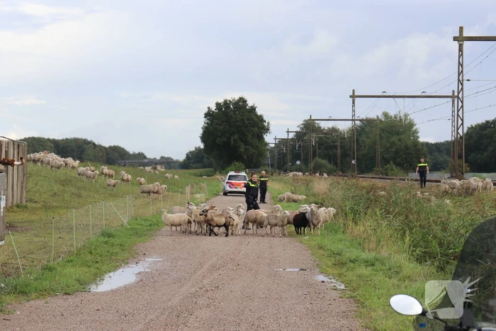 Grote kudde schapen langs het spoor
