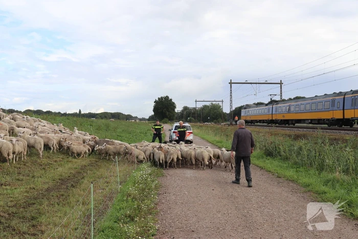 Grote kudde schapen langs het spoor