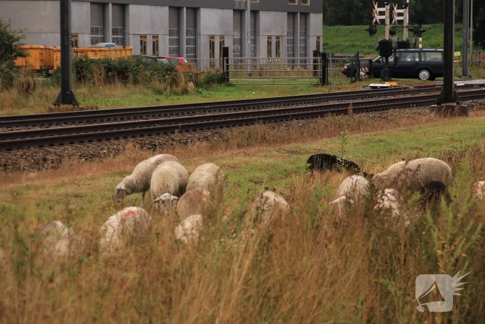 Grote kudde schapen langs het spoor