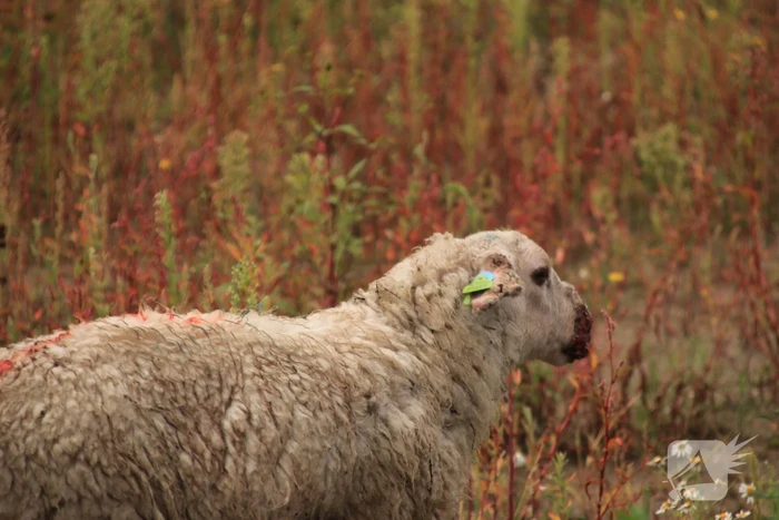 Grote kudde schapen langs het spoor