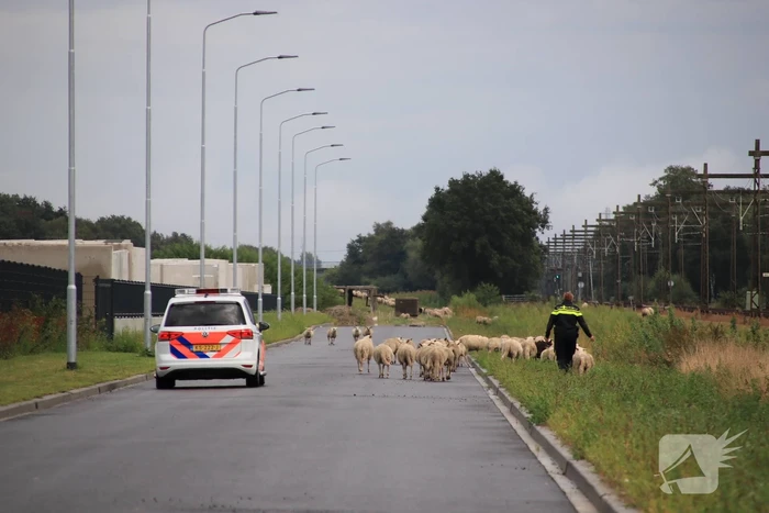 Grote kudde schapen langs het spoor