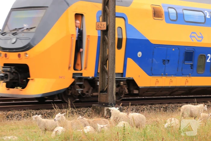 Grote kudde schapen langs het spoor