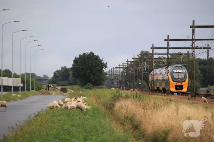 Grote kudde schapen langs het spoor