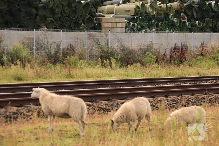 Grote kudde schapen langs het spoor