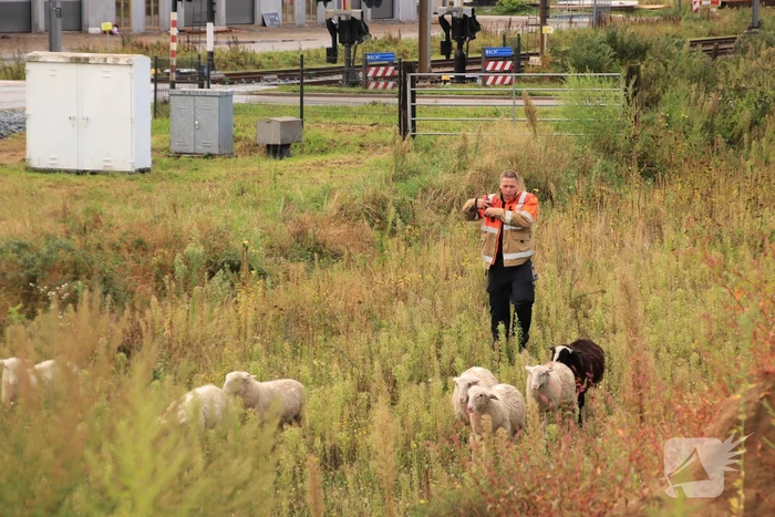 Grote kudde schapen langs het spoor