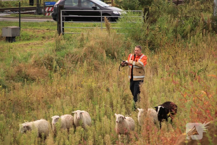 Grote kudde schapen langs het spoor