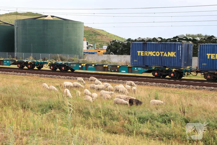 Grote kudde schapen langs het spoor