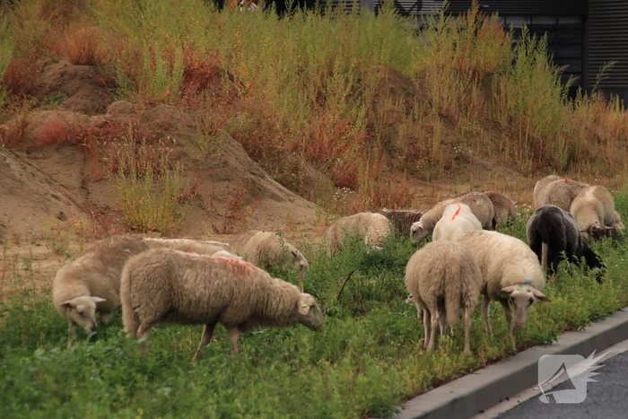 Grote kudde schapen langs het spoor