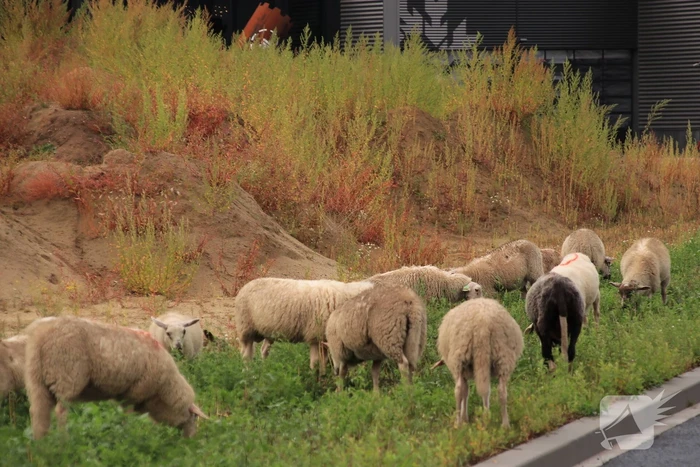 Grote kudde schapen langs het spoor
