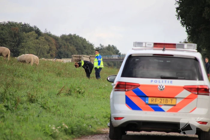 Grote kudde schapen langs het spoor