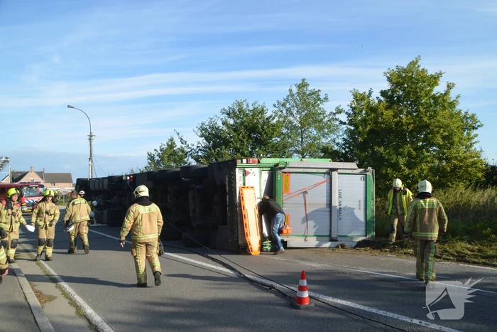 Vrachtwagen met biggen gekanteld