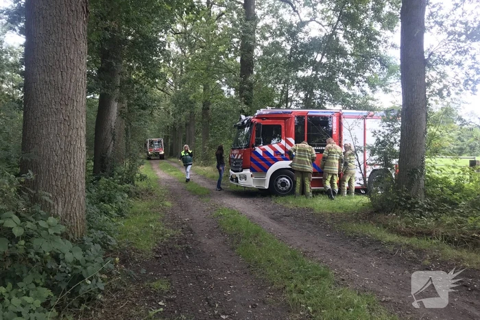Loslopende varkens zorgen voor gevaarlijke situatie