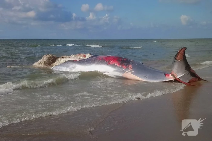 Dode vinvis aangespoeld op strand