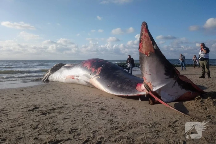 Dode vinvis aangespoeld op strand