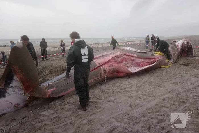 Dode vinvis aangespoeld op strand