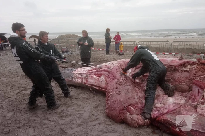 Dode vinvis aangespoeld op strand