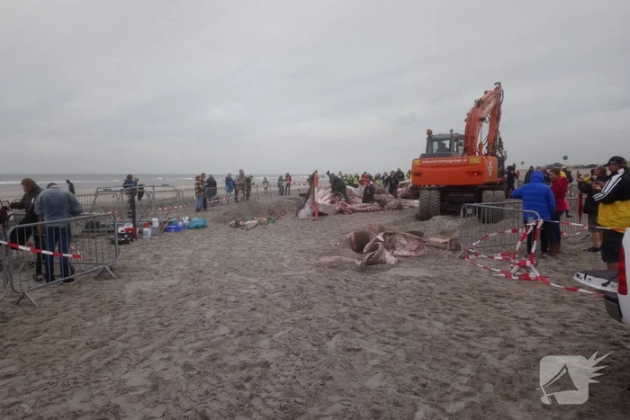 Dode vinvis aangespoeld op strand