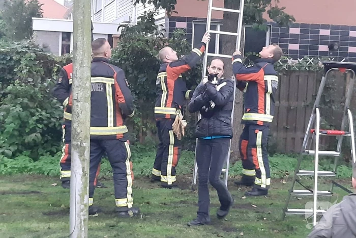 Vermiste kat uit boom bevrijd