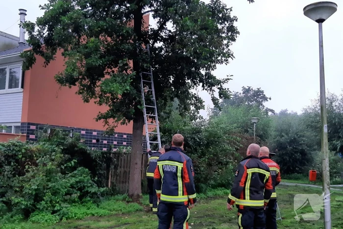 Vermiste kat uit boom bevrijd