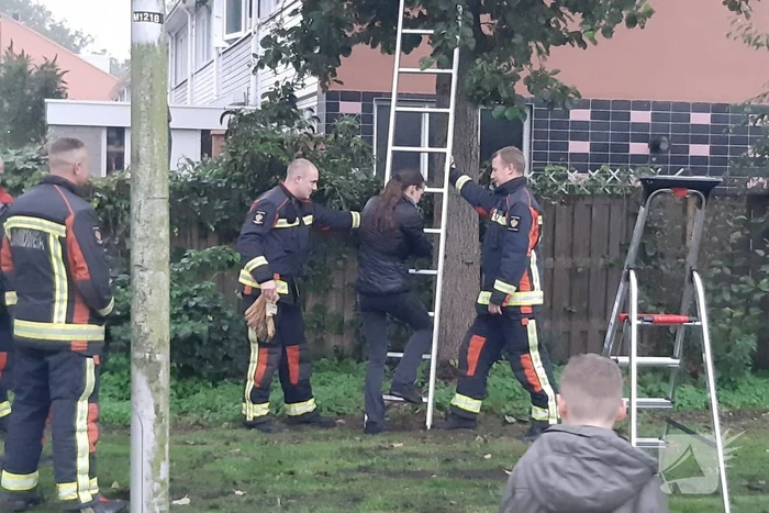 Vermiste kat uit boom bevrijd
