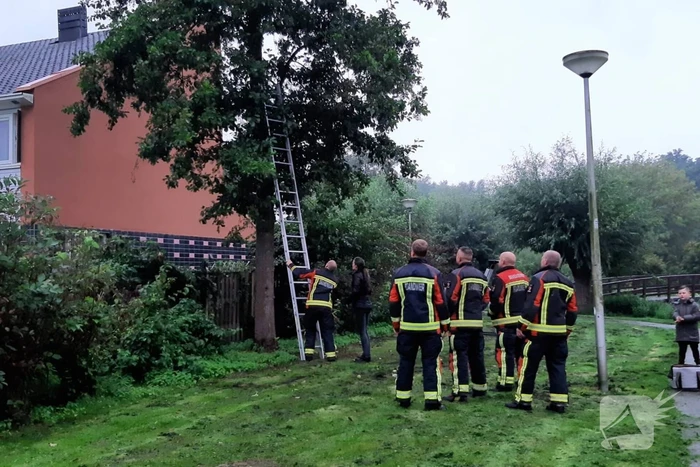 Vermiste kat uit boom bevrijd
