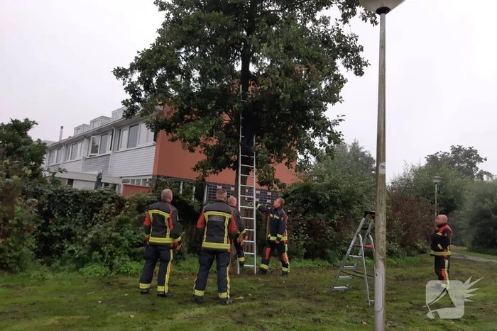 Vermiste kat uit boom bevrijd