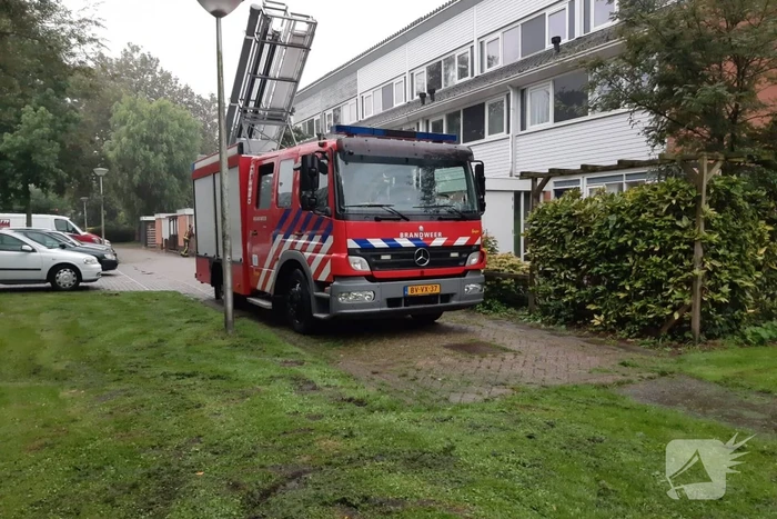 Vermiste kat uit boom bevrijd
