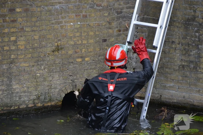 Kat uit afvoer naar gracht gered