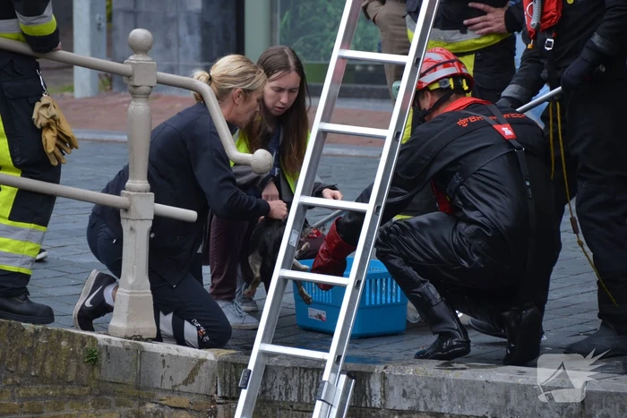 Kat uit afvoer naar gracht gered