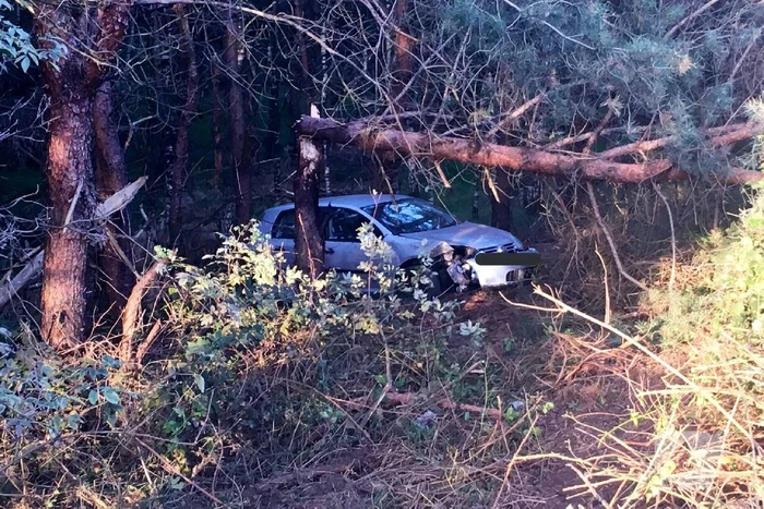 Auto vliegt van de weg belandt in bosschage