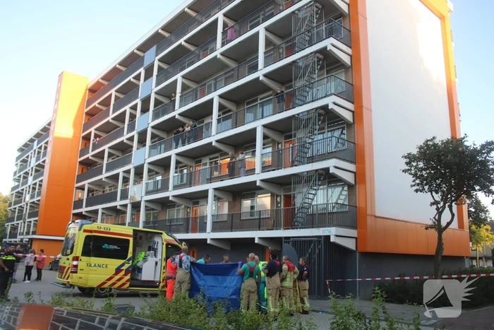nieuws egelantier hellevoetsluis