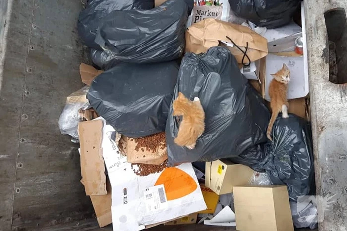 Kittens in container gedumpt in Het Reeland