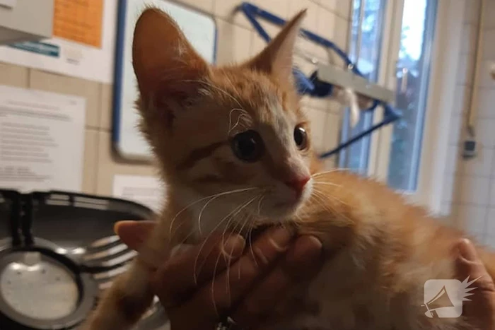 Kittens in container gedumpt in Het Reeland