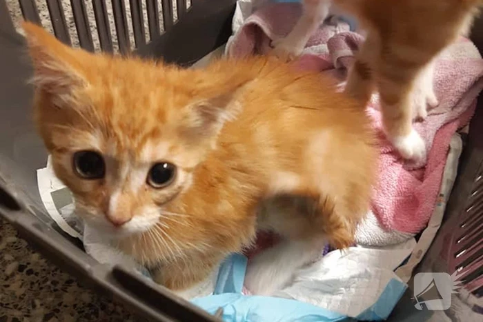Kittens in container gedumpt in Het Reeland