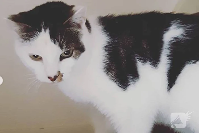 Kat uit woning vol rook bevrijd