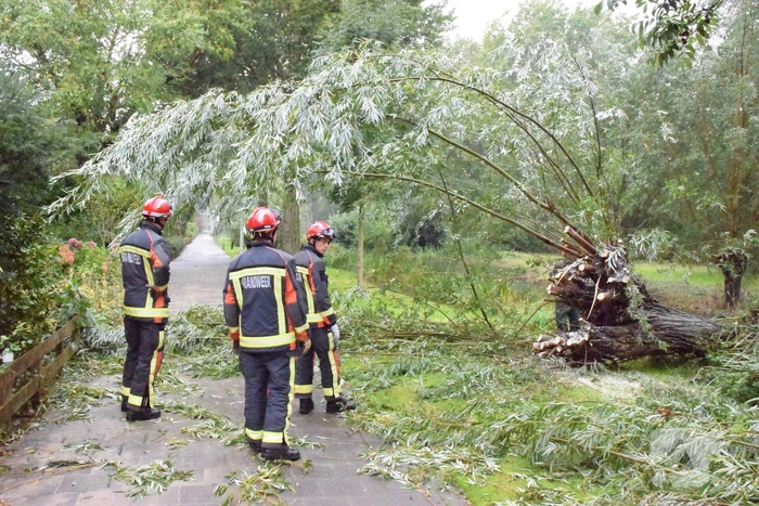 Boom versperd voetpad in de wijk Bloemendaal