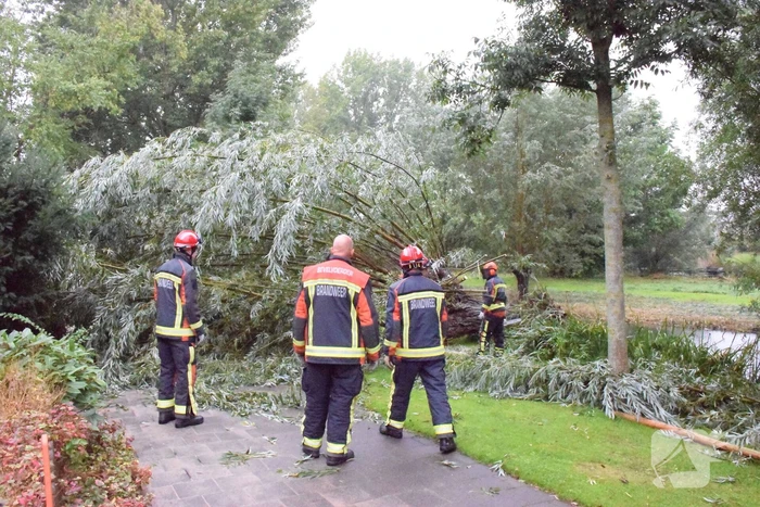 Boom versperd voetpad in de wijk Bloemendaal