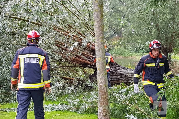 Boom versperd voetpad in de wijk Bloemendaal